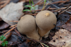 Lycoperdon molle