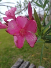 Nerium oleander