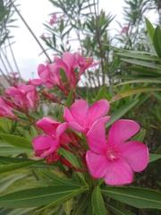 Nerium oleander