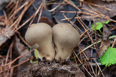 Lycoperdon molle