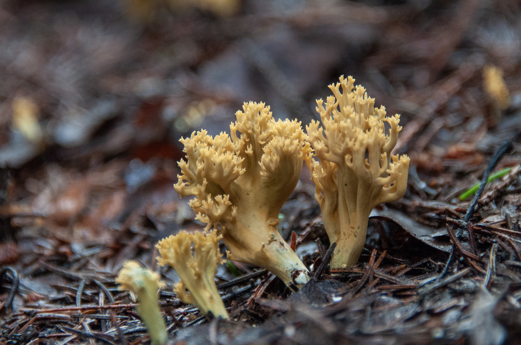 Phaeoclavulina