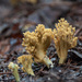 褐鎖瑚菌屬 - Photo 由 Vladimir Bryukhov 所上傳的 (c) Vladimir Bryukhov，保留部份權利CC BY-NC