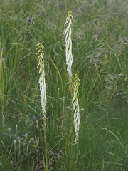 Kniphofia angustifolia