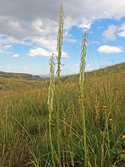 Kniphofia angustifolia