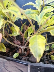 Duranta erecta
