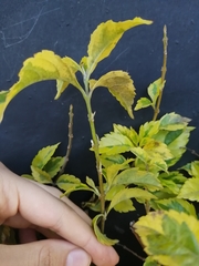 Duranta erecta
