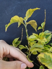 Duranta erecta