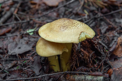 Tricholoma frondosae