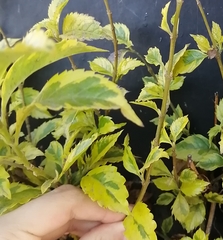 Duranta erecta