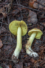 Tricholoma frondosae
