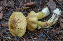 Tricholoma frondosae