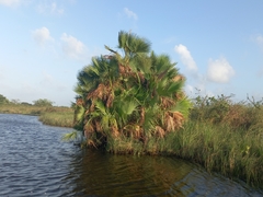 Acoelorraphe wrightii