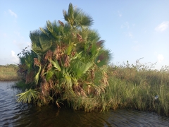 Acoelorraphe wrightii