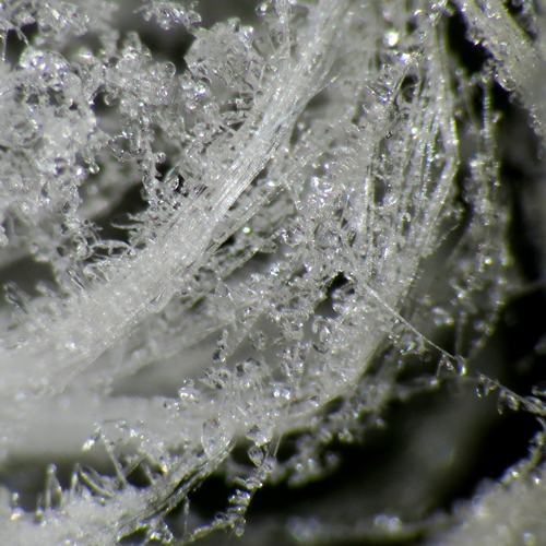 Sklaidžioji vaškaplutė nuotrauka