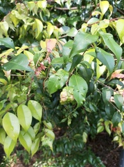 Syzygium myrtifolium