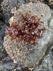Mazzaella japonica