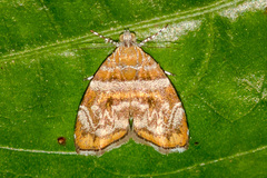 Choreutis orthogona