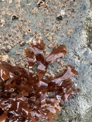 Mazzaella japonica