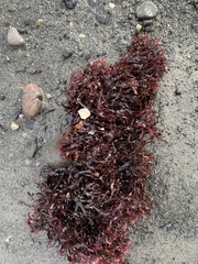 Mazzaella japonica