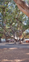 Ficus prolixa