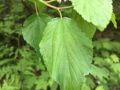Ceanothus sanguineus