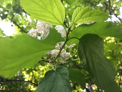 Ceanothus sanguineus