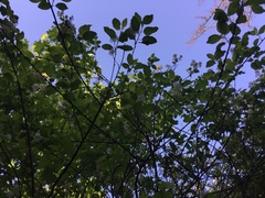 Ceanothus sanguineus