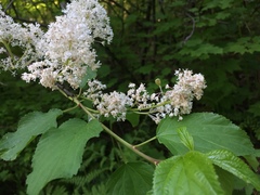 Ceanothus sanguineus