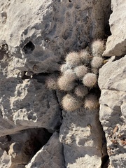 Escobaria sneedii sneedii