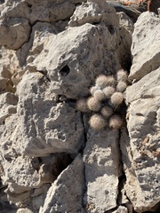 Escobaria sneedii sneedii