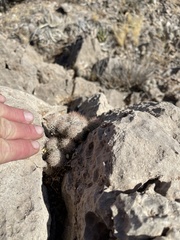 Escobaria sneedii sneedii