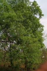 Dalbergia lanceolaria