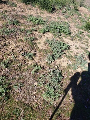 Acmispon grandiflorus