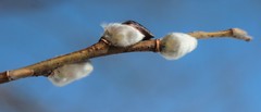 Salix schwerinii