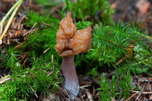 Saddle-shaped False Morel