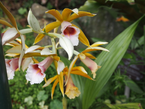 Calanthe wallichii (Calanthe wallichii)