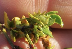 Asphondylia digitata