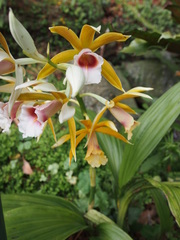 Phaius wallichii