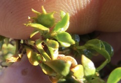 Asphondylia digitata