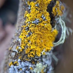 Xanthomendoza oregana