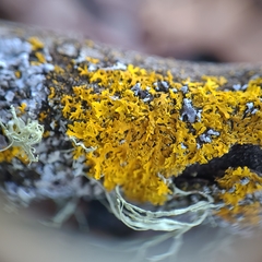 Xanthomendoza oregana