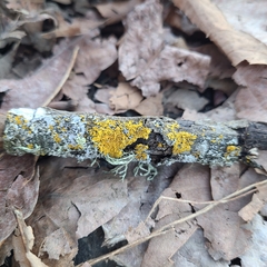 Xanthomendoza oregana