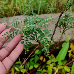 Phyllanthus debilis