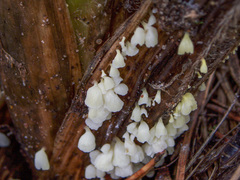 Calyptella capula