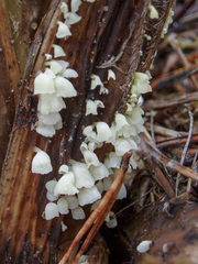 Calyptella capula