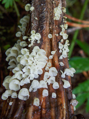 Calyptella capula