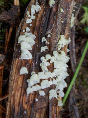 Calyptella capula