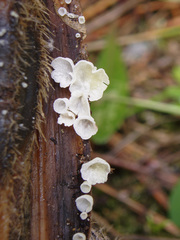 Calyptella capula