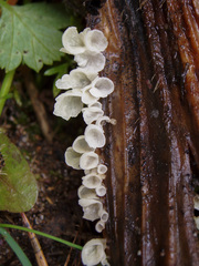 Calyptella capula