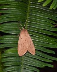 Spilosoma cervina